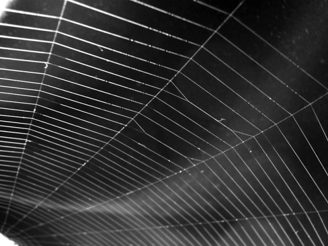 (180)_Spider_web